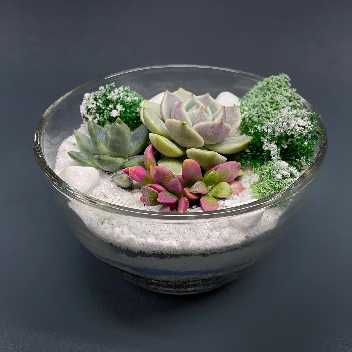 Флорариум новогодний с суккулентами со стабилизированными растениями 11х6 см