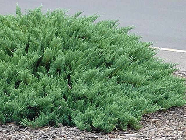 Саджанці ялівець козацький у горщику 0,5 л - фото 2 Саджанці ялівець козацький у горщику 0,5 л - фото 2