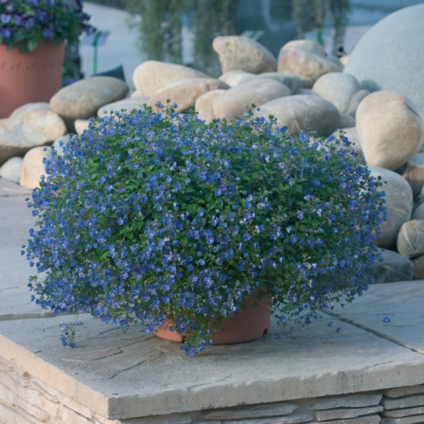 Квіти Beроніка Georgia Blue напівпродукт (2666652722)