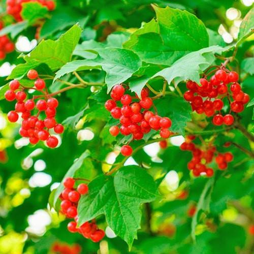 Саджанець Калина Райдужна (24247) Саджанець Калина Райдужна (24247)