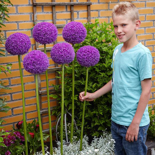 Лук декоративный Giganteum 1 шт.