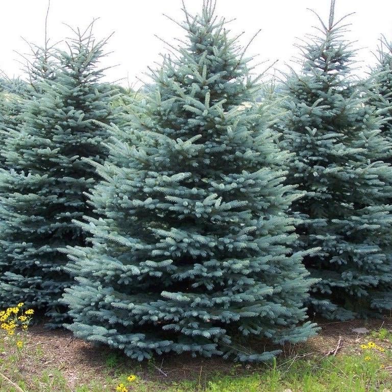 Саджанець ялини колючої блакитної Picea pungens Glauca Kaibab Р9 (867453757) Саджанець ялини колючої блакитної Picea pungens Glauca Kaibab Р9 (867453757)