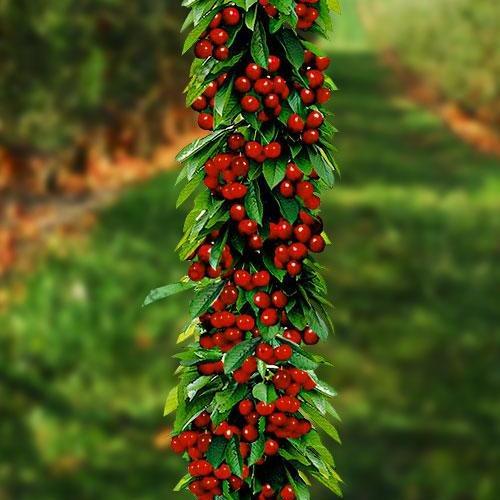 Сажанец Черешня колоновидная рубиново-красная Красная помада Red lipstick премиальный супер сладкий сорт (45974)