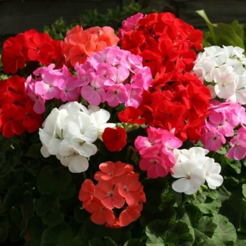 Семена цветов Floranova Пеларгония Cabaret F2 Mix 10 шт. (BN07766-4)