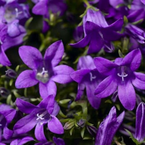 Семена цветов Колокольчик Clockwise Compact Deep Blue Syngenta 100 шт. (BN04129-3)