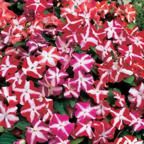 Семена цветов Бальзамин Balance Star Balance Hem Genetics 250 шт. (BN09316-2)