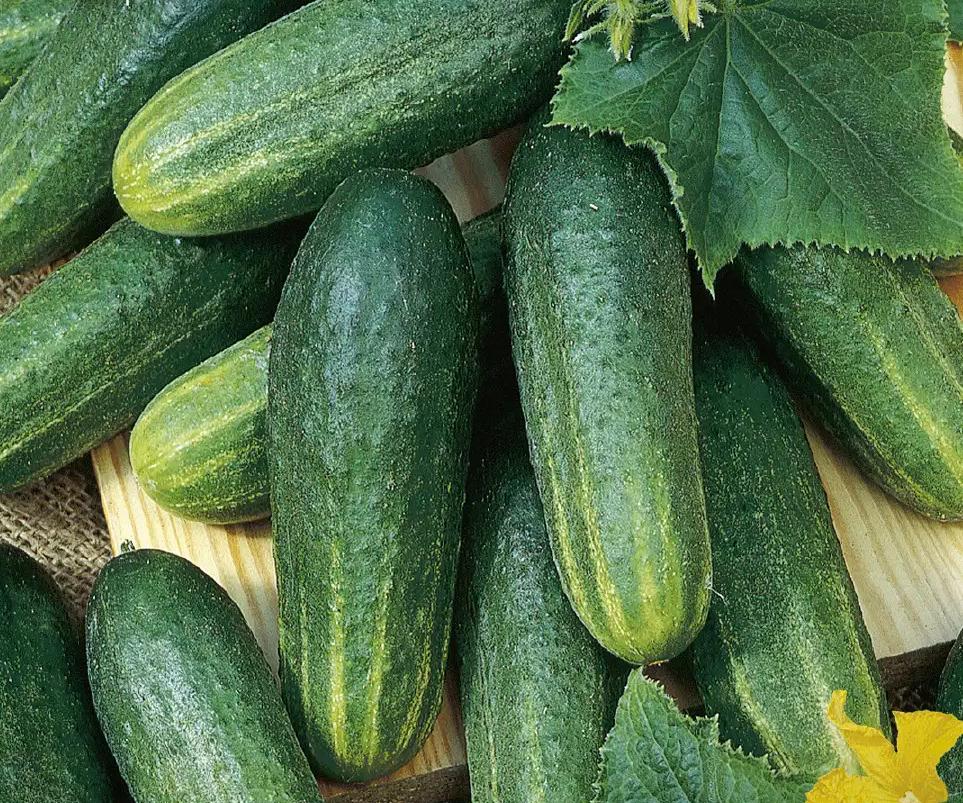 Семена Огурец Воргебирштраубе For Hobby GL Seeds 0,5 г корнишон кустовой ранний