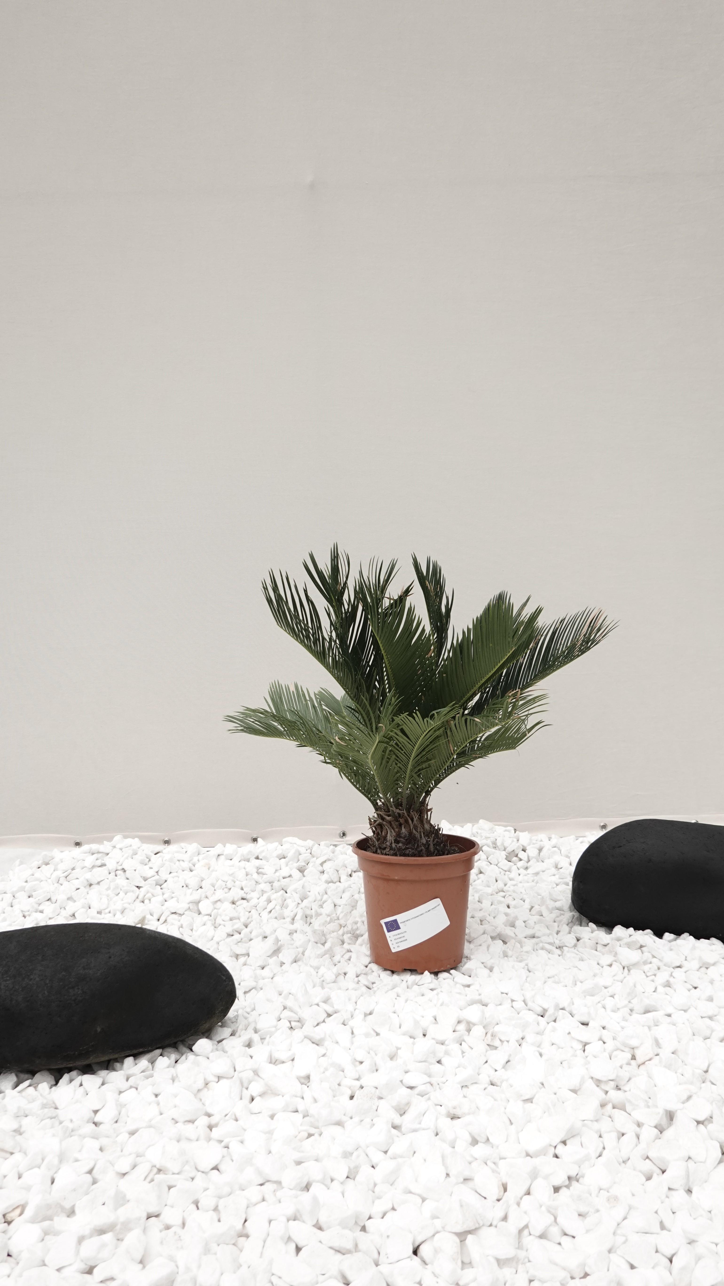 Пальма саговая Cycas revoluta