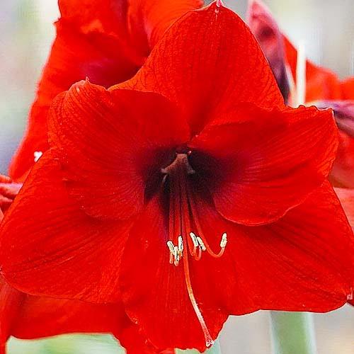 Амариллис Florium Olaf (11154)