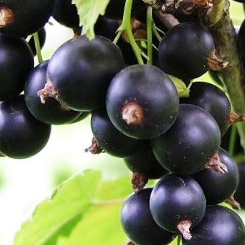 Сажанець Смородина чорна Софіївська середньо-пізній термін дозрівання великоплідний сорт (17543)