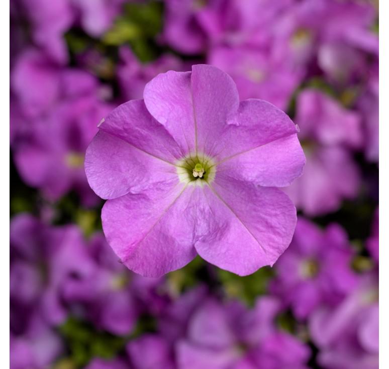 Семена Петуния Грандифлора Тритуния F1 Tritunia F1 Lavender ТД Гекса-Украина 02-01-428 1000 шт. (IR003278)