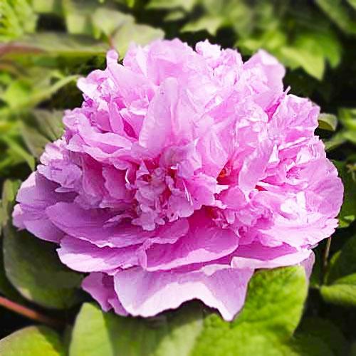 Пион Florium Spirit Gejin's Rival Sheng Ge Jin древовидный (18477)