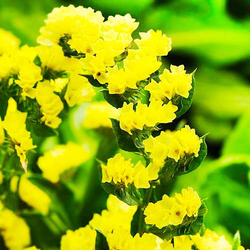 Семена Кермек Золотой Песок желтый Florium