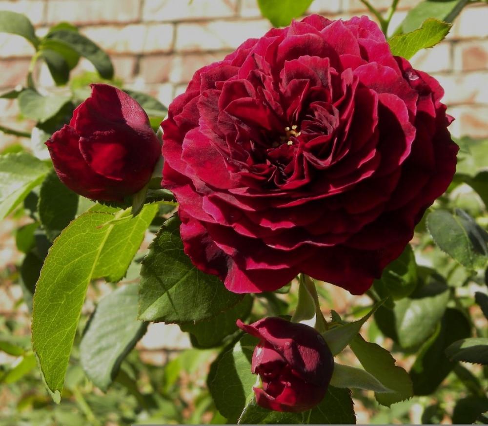 Роза английская The Prince (2669431385) - фото 2