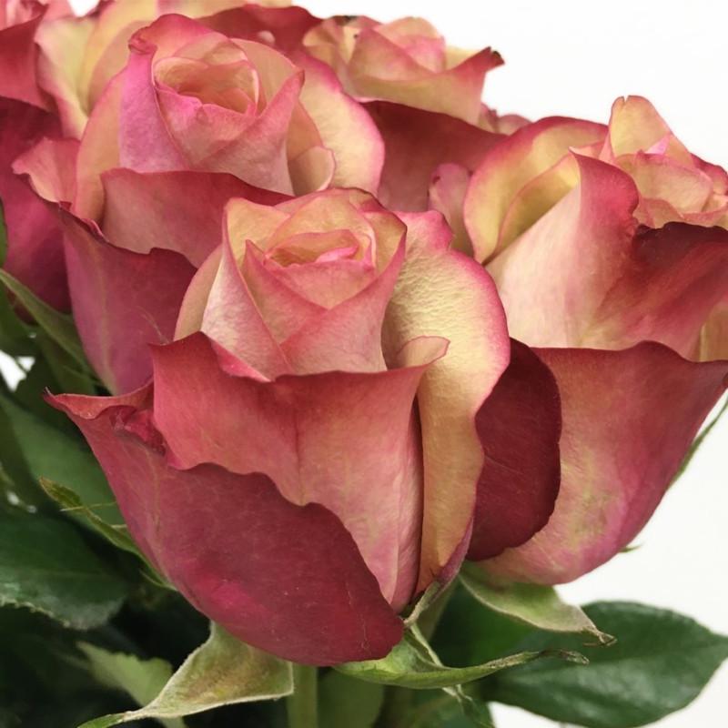 Роза Velet Vintage Чайно-гибридная в контейнере (2669429353) - фото 4 Роза Velet Vintage Чайно-гибридная в контейнере (2669429353) - фото 4