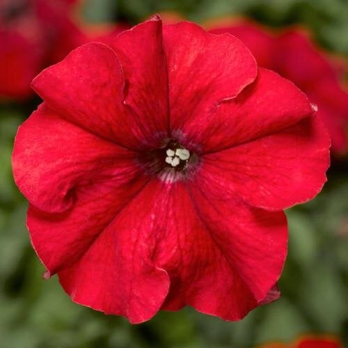 Семена цветов Syngenta Петуния крупноцветковая Duvet F1 Red 250 шт. (BN11443-2)