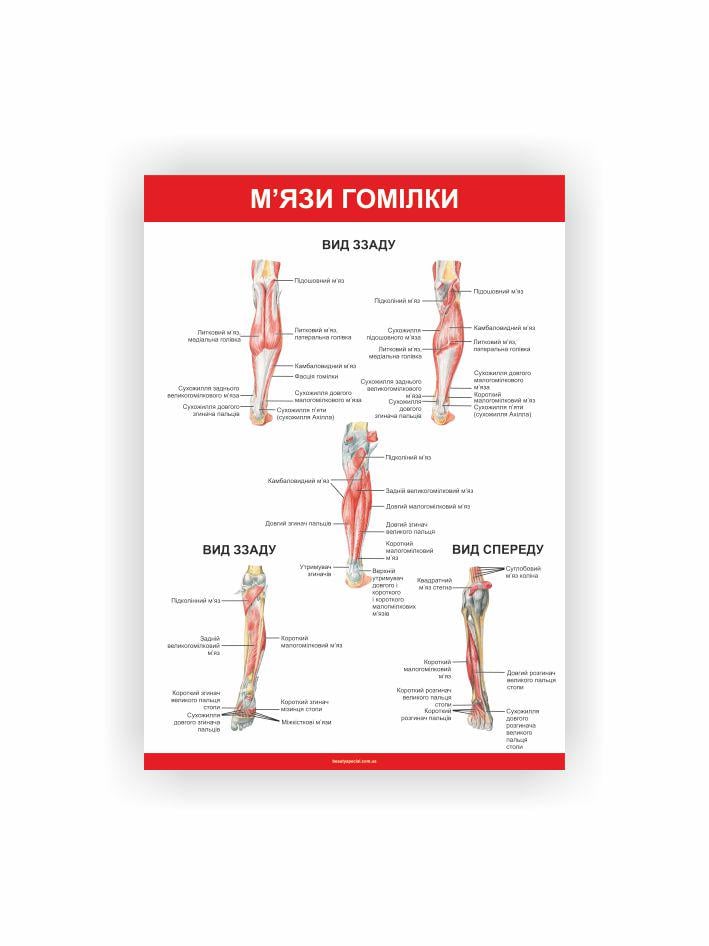Плакат Vivay Мышцы голени 60х40 см (25670485)