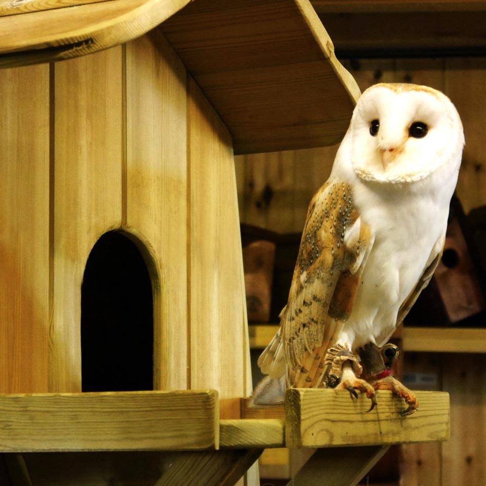 Будиночок для сови з дерева Жульга Сієна (ДСО-001105) - фото 2 Будиночок для сови з дерева Жульга Сієна (ДСО-001105) - фото 2