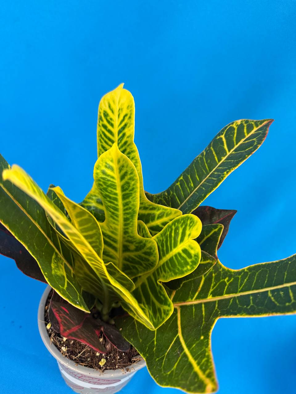 Кротон Екселент Codiaeum Excellent (38299490) - фото 5