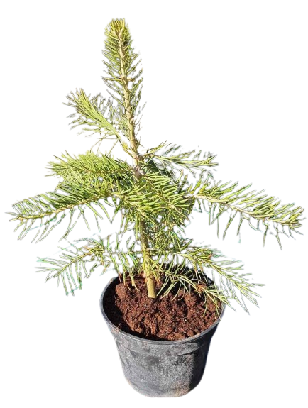Ялиця шорсткоплодна Abies concolor саджанець у горщику 3 л