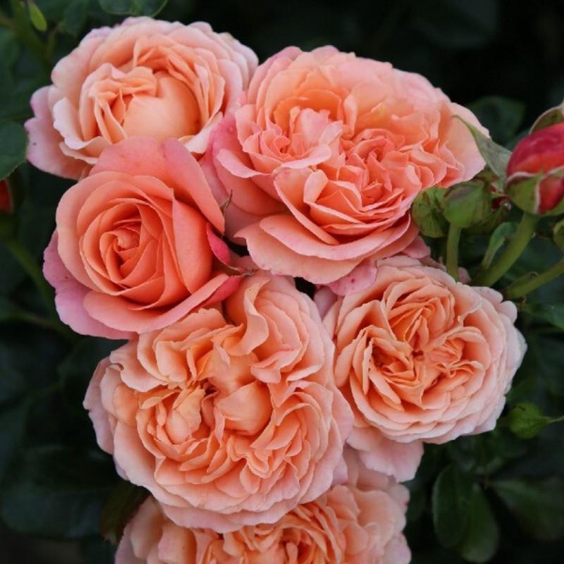 Роза Velet Victorian Secret Чайно-гибридная в контейнере (2669431297)