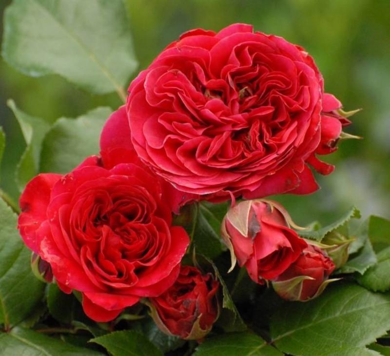 Роза Red Leonardo de Vinci Флорибунда (2669455774)