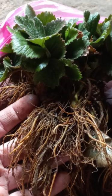 Саджанець полуниці Альба (6536) - фото 4 Саджанець полуниці Альба (6536) - фото 4