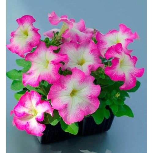 Семена цветов Петуния крупноцветковая Tango rose morn Hem Genetics 10 шт. (BN09429-4)