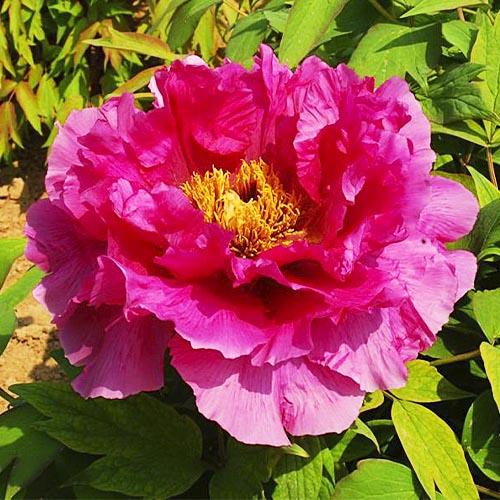 Пион Florium Jitsugetsu-nishiki Ri Yue Jin древовидный (4485)