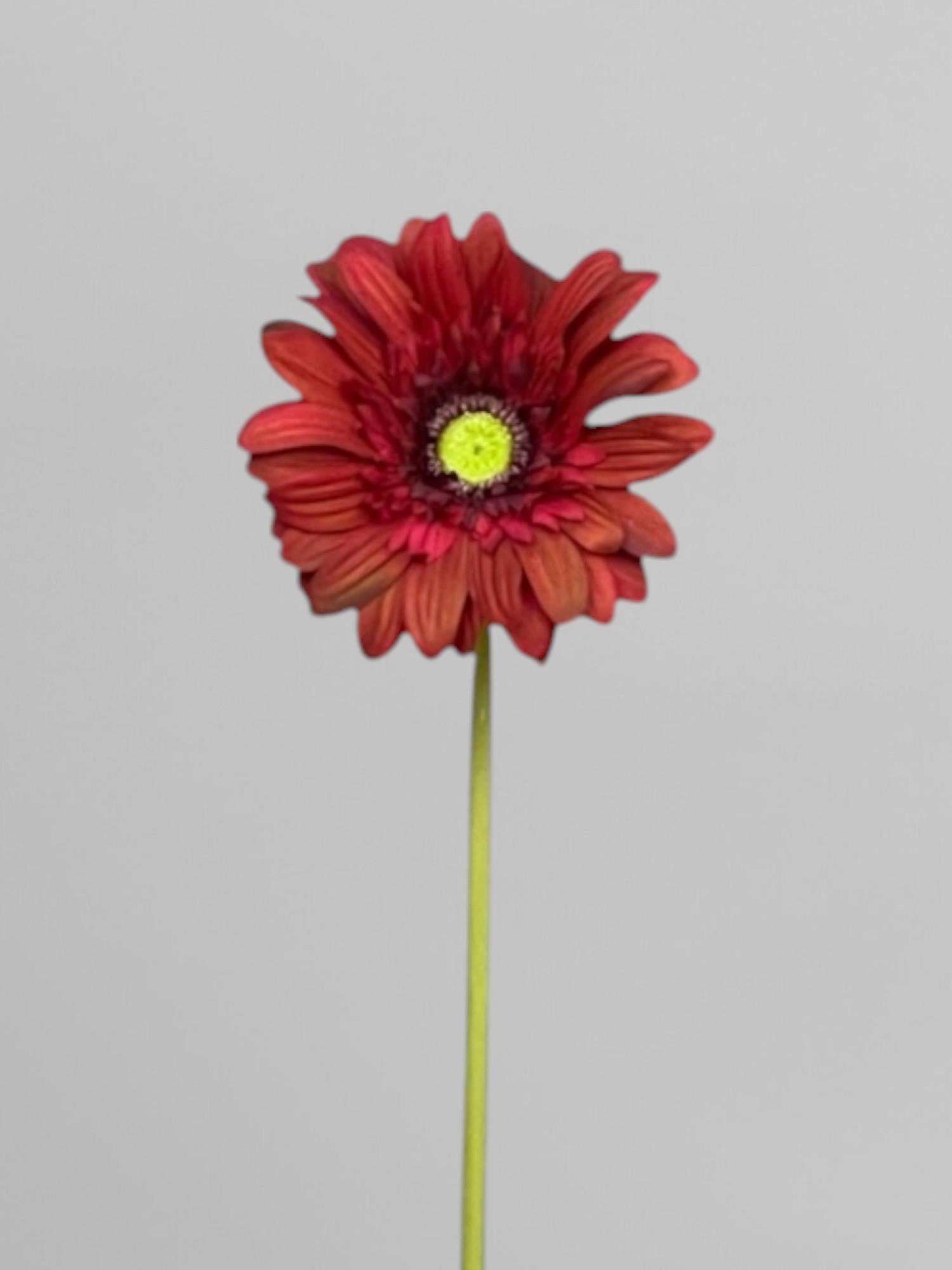 Искусственная гербера на гибком стебле 64 см Бордовый (К13064)
