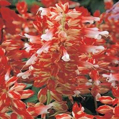 Семена цветов PanAmerican Сальвия блестящая VISTA RED WHITE 50 шт. (BN02444-3)