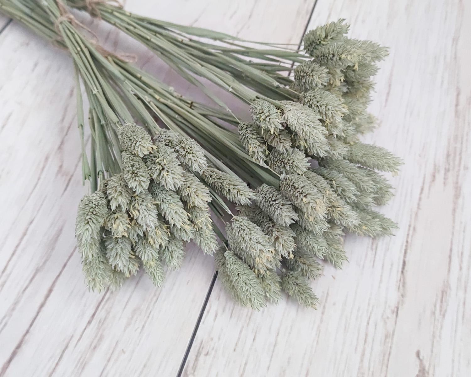 Сухоцвет фалярис канареечник натуральный 30 шт.