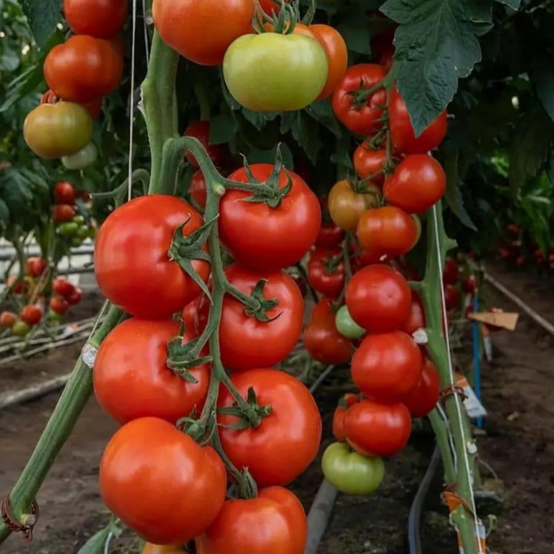 Насіння Томат Індетермінантний Rijk Zwaan ZULFIA F1 100 шт. (178575615546)