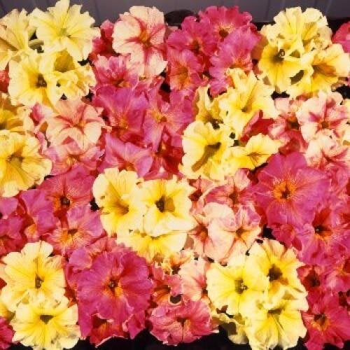 Семена цветов Farao Петуния крупноцветковая Dolce F1 Trio Mixed 250 шт. (BN04629-2)