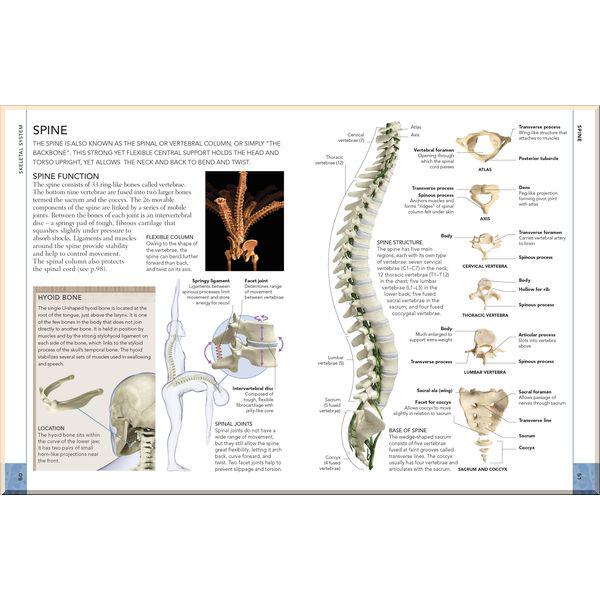 Книга Professor Alice Roberts "DK The Concise Human Body Book" (ISBN:9780241395523) - фото 3