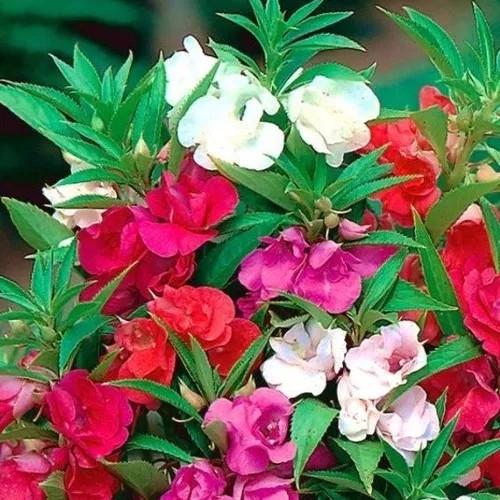 Семена Бальзамин махровый недотрога Уоллера ампельный микс цветов 20 шт. - фото 2 Семена Бальзамин махровый недотрога Уоллера ампельный микс цветов 20 шт. - фото 2