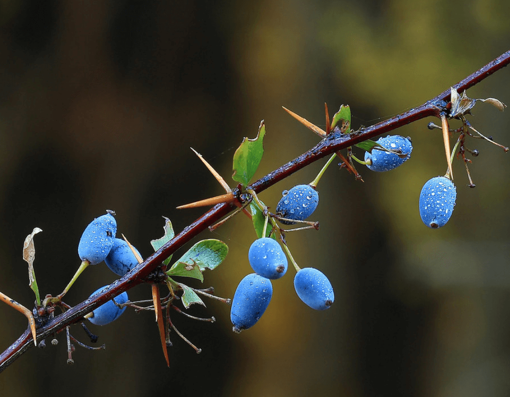 Насіння Барбарис іспанський Berberis hispanica 5 шт./уп. - фото 4