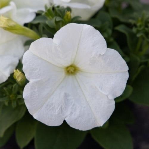Семена цветов Петуния многоцветковая Boom! HD F1 White Benary 10шт. (BN12736-4)