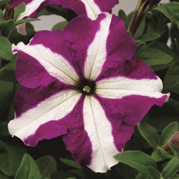 Семена Петуния Грандифлора Тритуния F1 Tritunia F1 Purple Star ТД Гекса-Украина 02-01-440 1000 шт. (IR003284)
