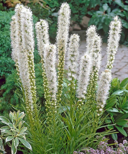Лиатрис Флористан Вейс Floristan Weiss 3 шт. (38291456)