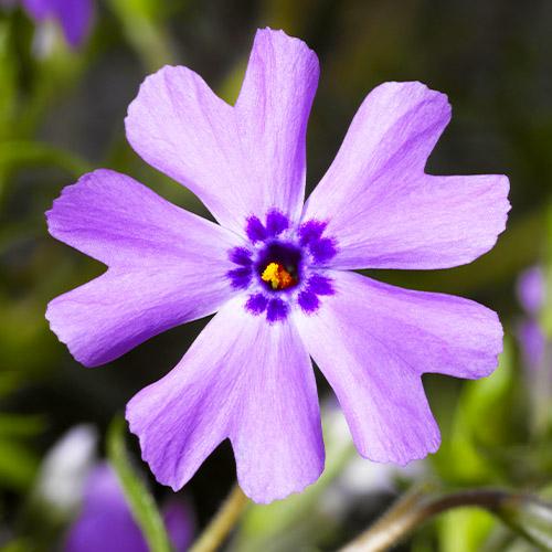 Флокс Florium Purple Beauty (10033)