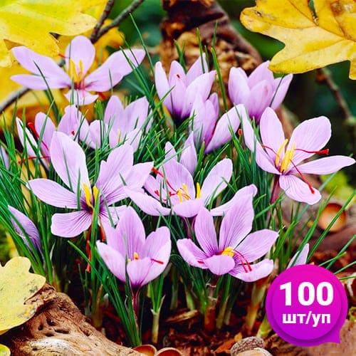 Крокус Florium Sativus 100 шт. (10021)