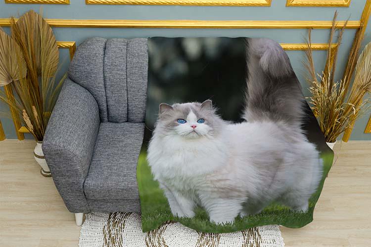 Плед Fluffy cat Blue eyes плюш однослойный 150х210 см (114012-1)