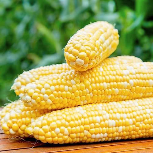 Семена Кукурудза Florium Ракель F1 (15996) - фото 2