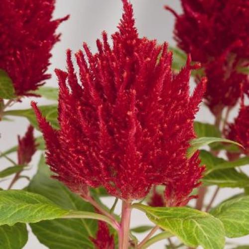Семена цветов Benary Целозия перистая Glorious Red 1000 шт. (BN08562)