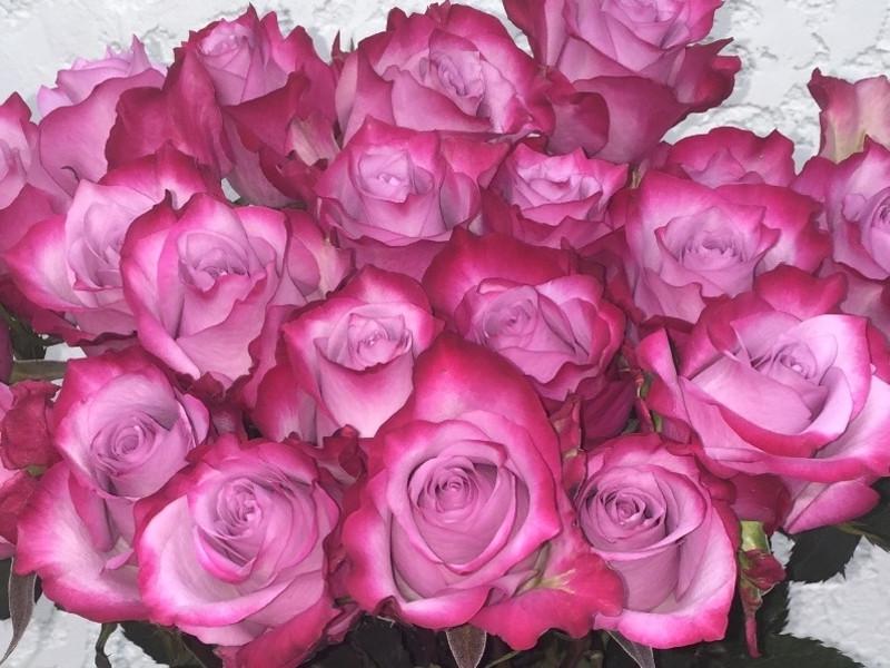 Роза Deep Purple Чайно-гибридная в контейнере (2669460479) - фото 3 Роза Deep Purple Чайно-гибридная в контейнере (2669460479) - фото 3