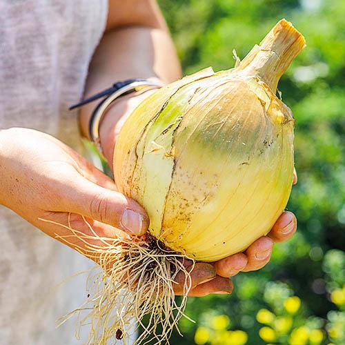 Насіння Цибуля Florium Ексибішен Салатовий (4910) - фото 2 Насіння Цибуля Florium Ексибішен Салатовий (4910) - фото 2