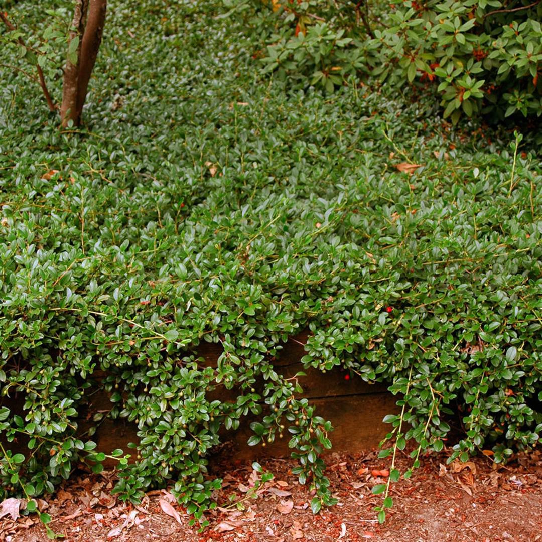 Саджанець Кизильник горизонтальний Даммера Майор Р9 (2-54) - фото 3