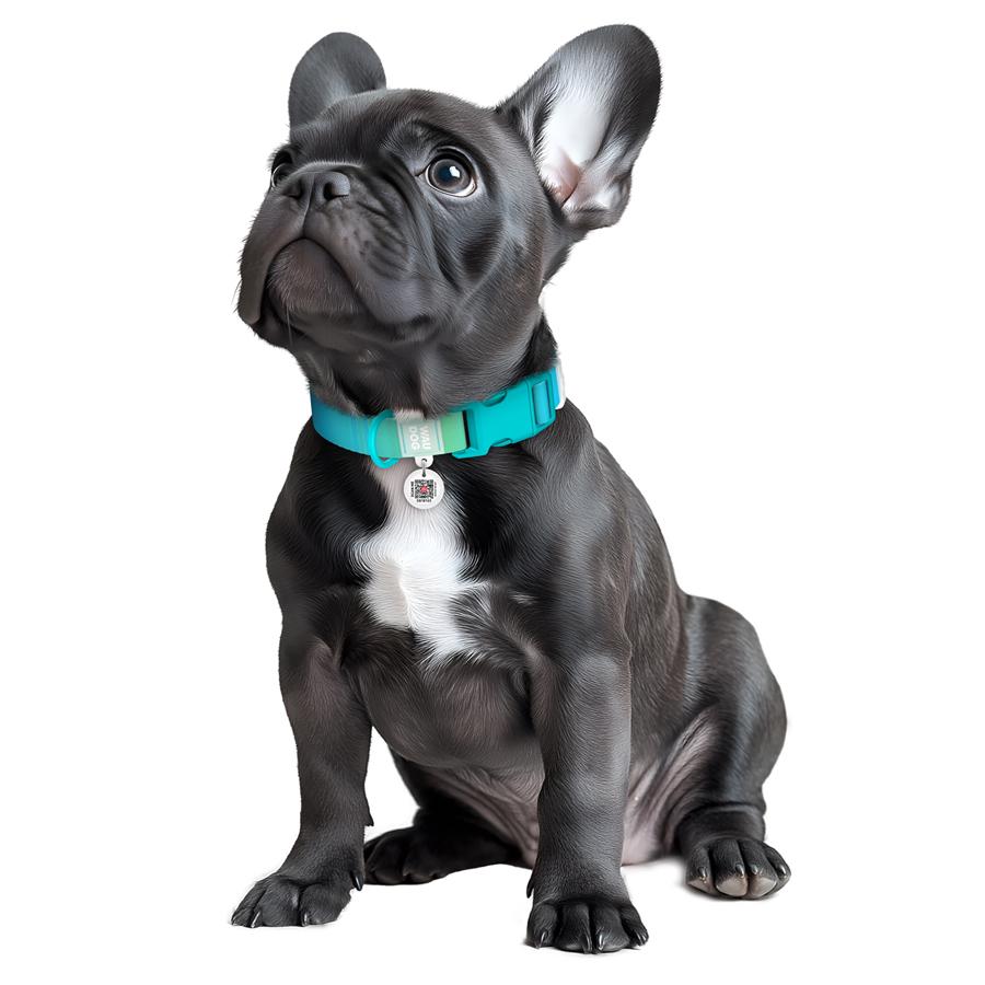 Ошейник для собак с QR-паспортом Waudog Nylon Recycled Градиент пластиковый фастекс S 15 мм 25-35 см Blue (47002) - фото 4 Ошейник для собак с QR-паспортом Waudog Nylon Recycled Градиент пластиковый фастекс S 15 мм 25-35 см Blue (47002) - фото 4