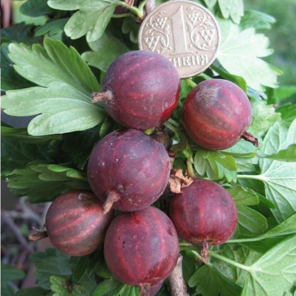 Саженцы крыжовника Неслуховский ранний/великоплодный/десертный (644534390) - фото 2